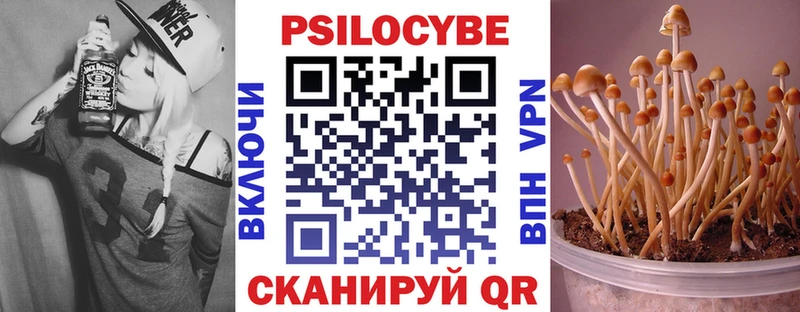Купить  Малая Вишера  Псилоцибиновые грибы Cubensis 